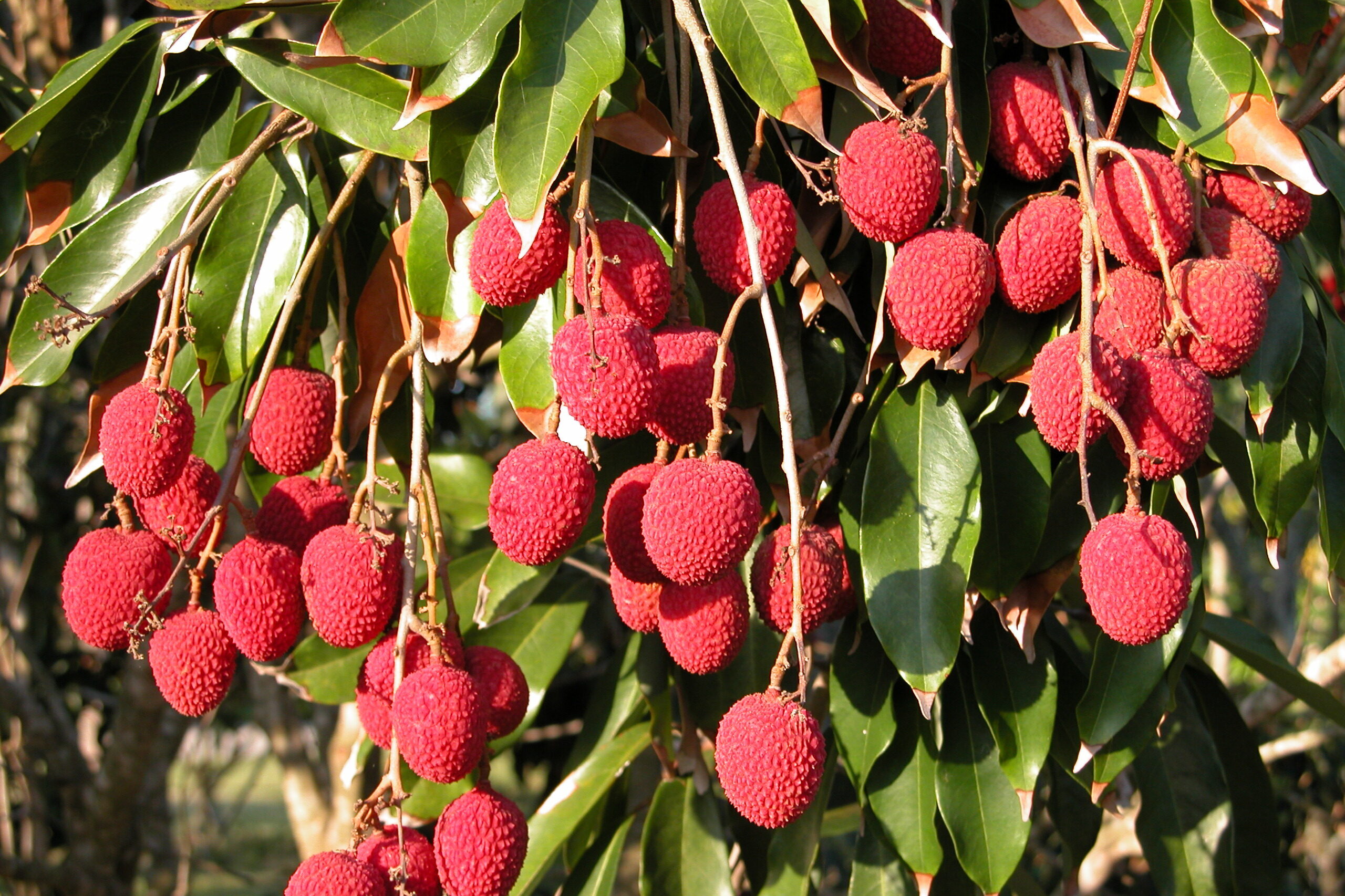 Litchi